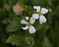 Arabis caucasica (Huseník kavkazský)