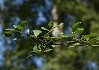 Frangula alnus (Krušina olšová)