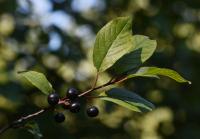 Frangula alnus (Krušina olšová)