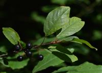 Frangula alnus (Krušina olšová)