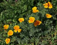 Eschscholtzia californica (Sluncovka kalifornská)