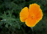 Eschscholtzia californica (Sluncovka kalifornská)