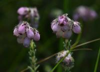 Vřesovec čtyřřadý