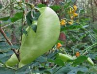 Colutea arborescens (Žanovec měchýřník)