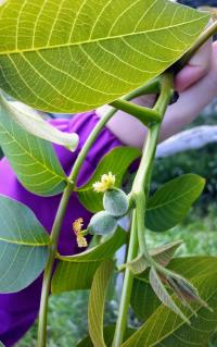 Juglans regia (Echte Walnuss)