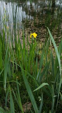 Iris pseudacorus (Sumpf-Schwertlilie)