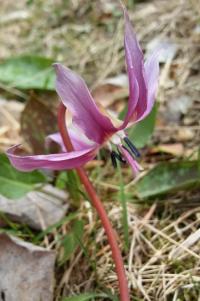 Erythronium dens-canis (Hunds-Zahnlilie)