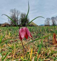Fritillaria meleagris (Schachblume)