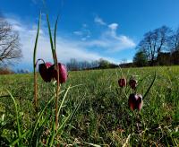 Fritillaria meleagris (Schachblume)