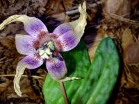 Erythronium dens-canis (Hunds-Zahnlilie)
