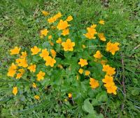 Caltha palustris (Sumpfdotterblume)