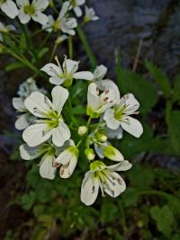 Cardamine amara (Bittere Schaumkraut)