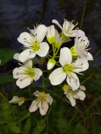 Cardamine amara (Bittere Schaumkraut)