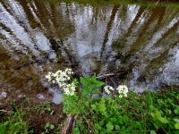 Cardamine amara (Bittere Schaumkraut)