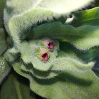 Cynoglossum columnae (Užanka)