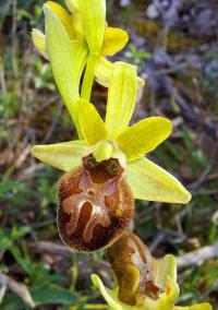 Tořič pavoukonosný