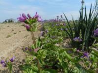 Campanula glomerata (Zvonek klubkatý)