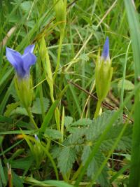 Gentianopsis ciliata (Hořec brvitý)