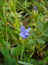 Gentianopsis ciliata (Hořec brvitý)