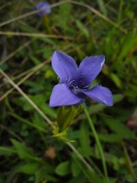 Gentianopsis ciliata (Hořec brvitý)