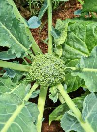Brassica oleracea var italica (Brokolice)