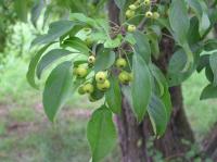 Jabloň mnohokvětá