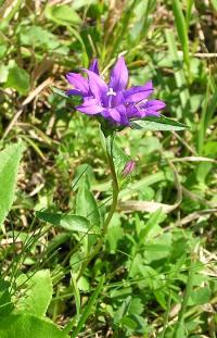 Campanula glomerata subsp farinosa (Zvonek klubkatý pomoučený)