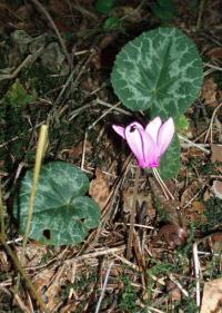Cyclamen purpurascens (Brambořík nachový)