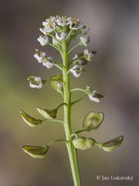 Nahoprutka písečná