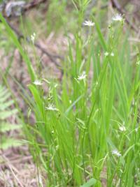 Ptačinec dlouholistý