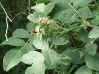 Rosa tomentosa (Růže plstnatá)