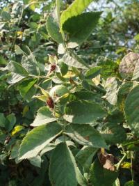 Rosa tomentosa (Růže plstnatá)