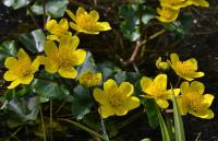 Caltha palustris (Blatouch bahenní)