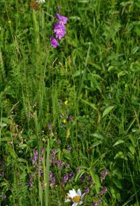 Gladiolus imbricatus (Mečík střechovitý)