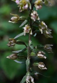 Kruštík modrofialový