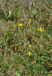 Sporýš lékařský