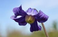 Clematis integrifolia (Plamének celolistý)