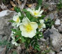 Rosa spinosissima (Růže bedrníkolistá)