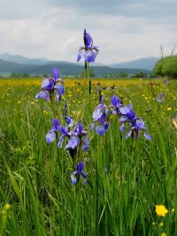 Iris sibirica (Kosatec sibírsky)
