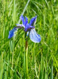 Iris sibirica (Kosatec sibírsky)