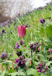 Fritillaria meleagris (Korunkovka strakatá)