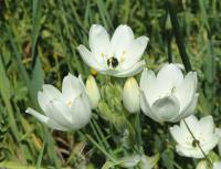 Ornithogalum arabicum (Snědek arabský)