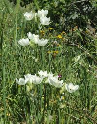 Ornithogalum arabicum (Snědek arabský)