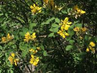 Petteria ramentacea (Peterovka dalmatská)