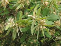 Petteria ramentacea (Peterovka dalmatská)