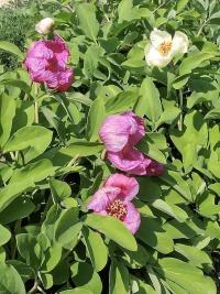 Paeonia mascula (Pivoňka korálová)