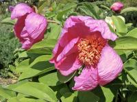 Paeonia mascula (Pivoňka korálová)
