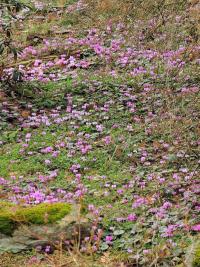 Cyclamen coum (Brambořík jarní)