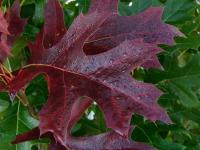 Quercus palustris (Dub bahenní)