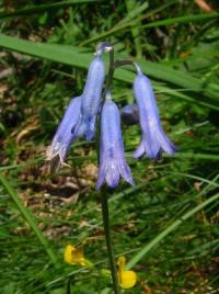 Brimeura amethystina (Hyacint ametystový)